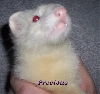 Precious Peanut