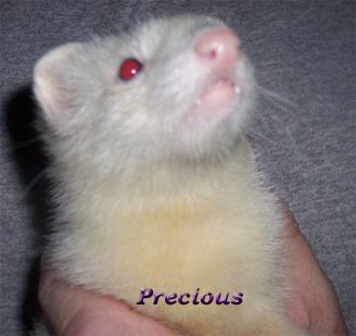 Precious Peanut