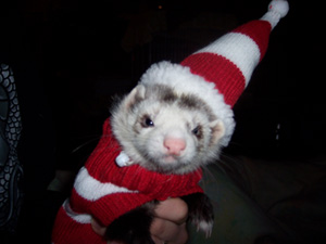Ruffie Roo Christmas