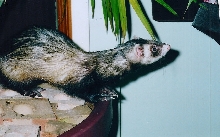 Isis (the ferret)