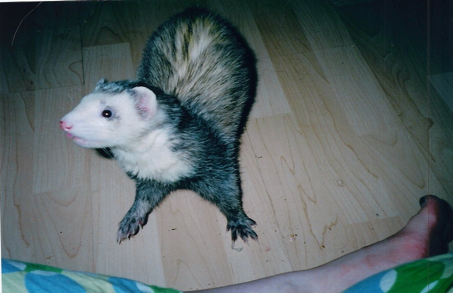 Osiris (the ferret)