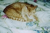 Cougar sleeping