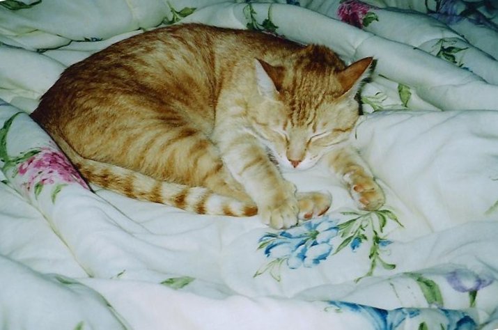 Cougar sleeping