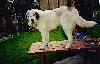 humpfree on table