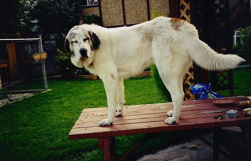 humpfree on table