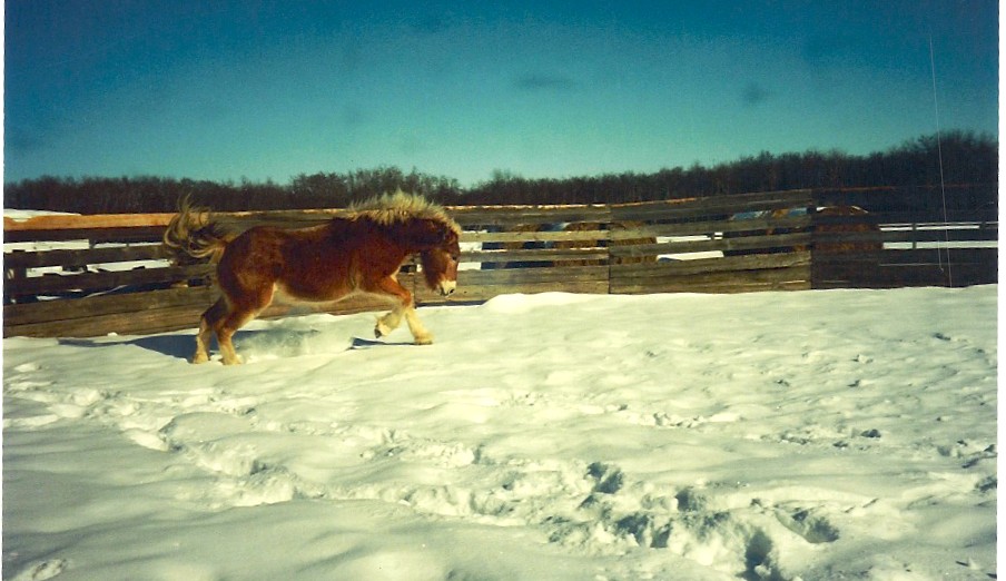 Belgian buck
