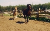 horses run