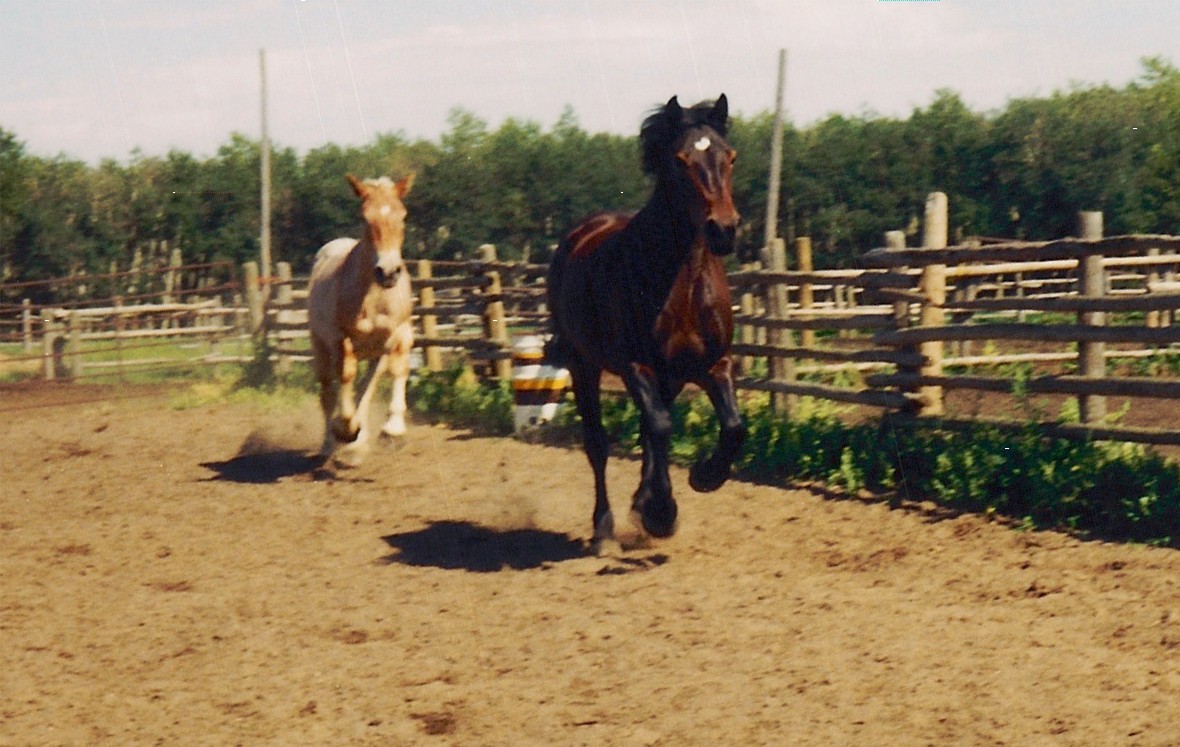 horses run