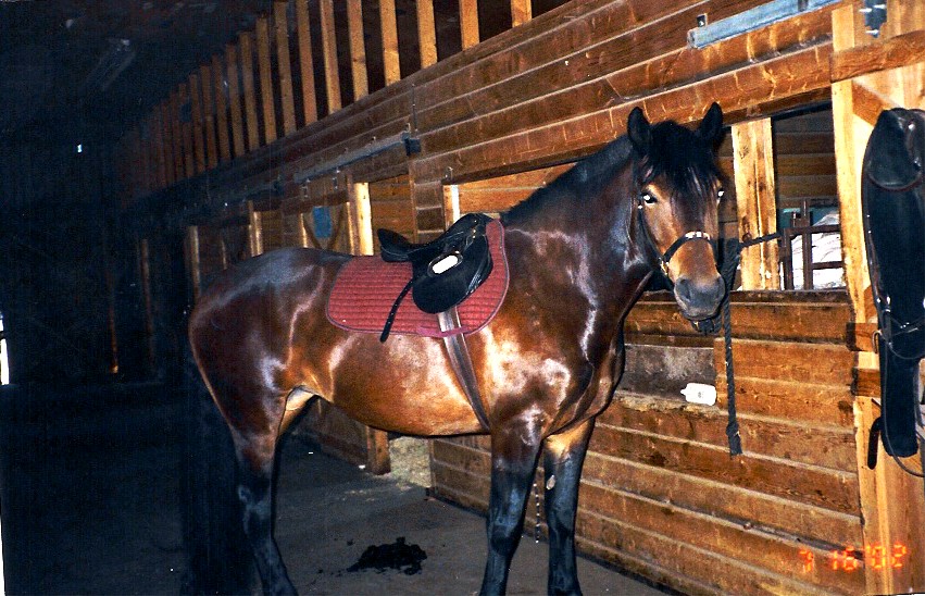 tia saddled