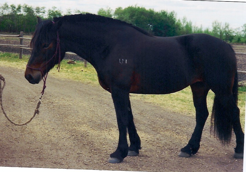 Tia