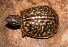 Desert Box turtle