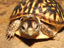 Desert Box turtle 2