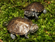 European Pond turtles