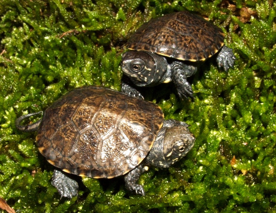 European Pond turtles