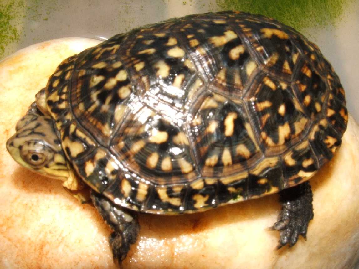 CB Emydoidea blandingi