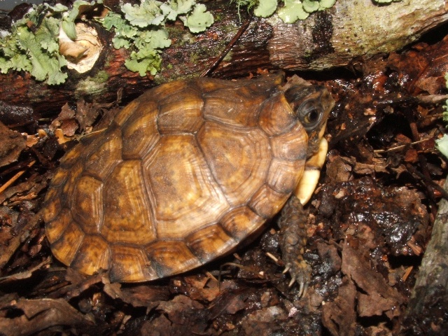 CB T.c.major