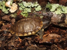 CB T.c.triunguis