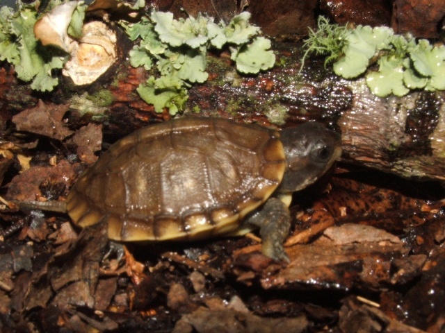 CB T.c.triunguis