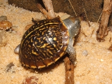 CB T.o.luteola