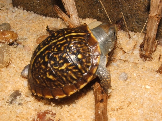 CB T.o.luteola