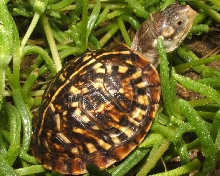 Yearling Desert Box Turtle