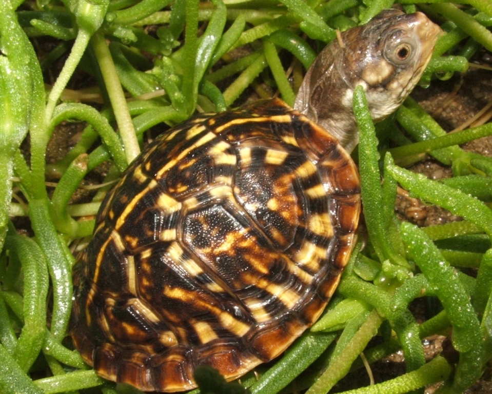 Yearling Desert Box Turtle
