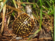 CB T.o.ornata