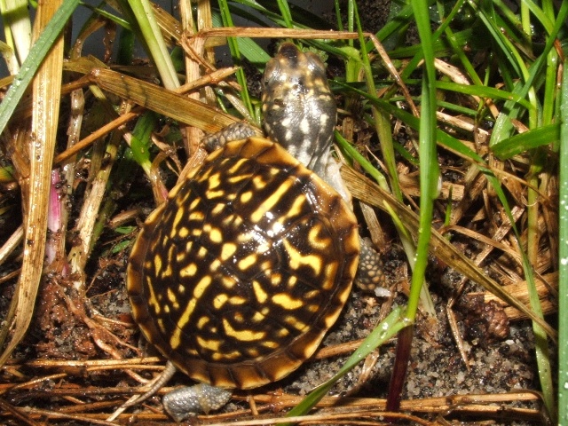 CB T.o.ornata