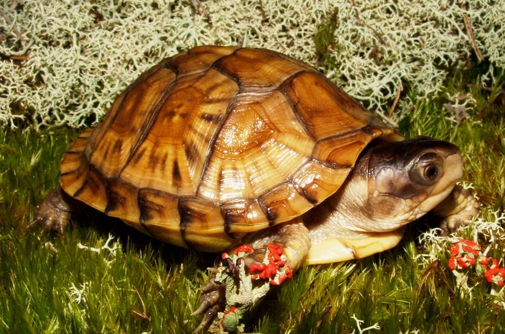 Three Toed Box turtle #1