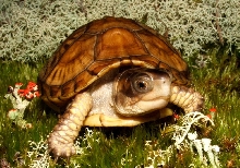 Three Toed Box turtle #2