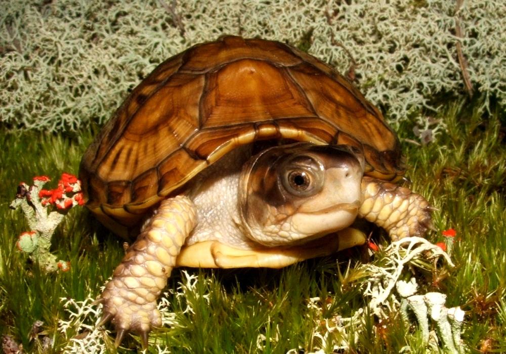 Three Toed Box turtle #2