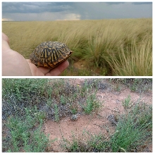 Wild ornate box turtle