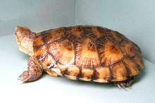 Juvenile Western Pond turtle 2