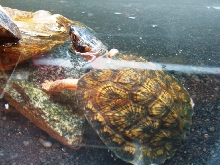 Juvenile male NA Wood turtle