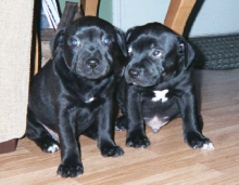 Zeke and Pacy at 6 weeks