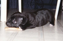 Zeke at 7 weeks