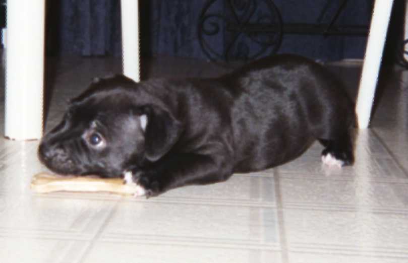 Zeke at 7 weeks