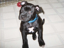 Zeke at 9 weeks