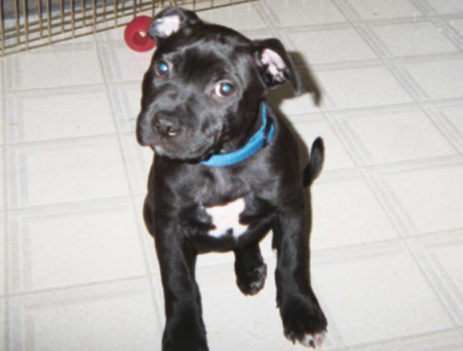 Zeke at 9 weeks