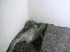 Birdseed, Savannah Monitor