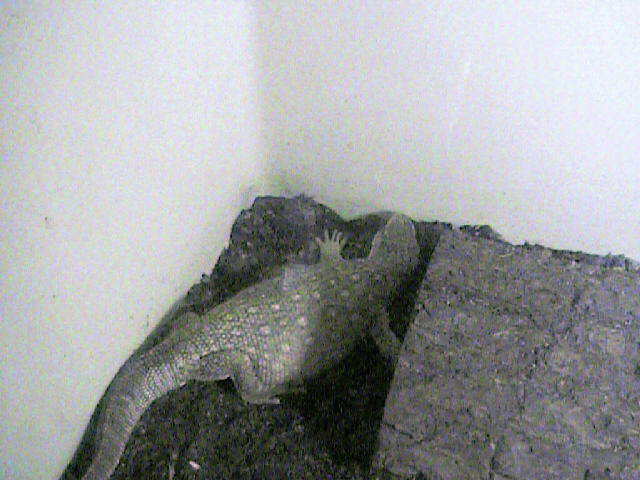 Birdseed, Savannah Monitor