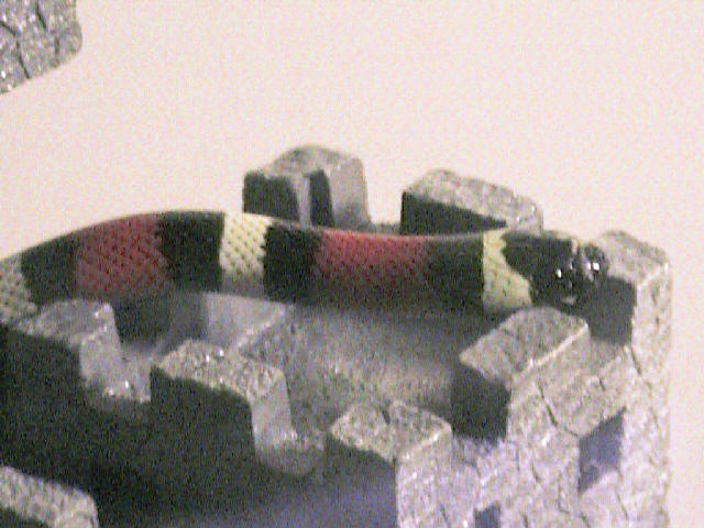 Wally, Pueblan Milksnake