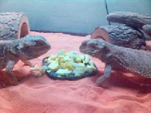 Herbie & Lucy w/ lunch