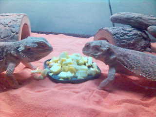 Herbie & Lucy w/ lunch