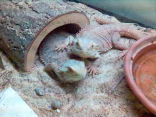Herbie & Lucy