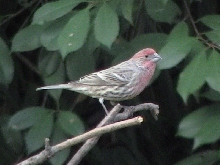 House Finch