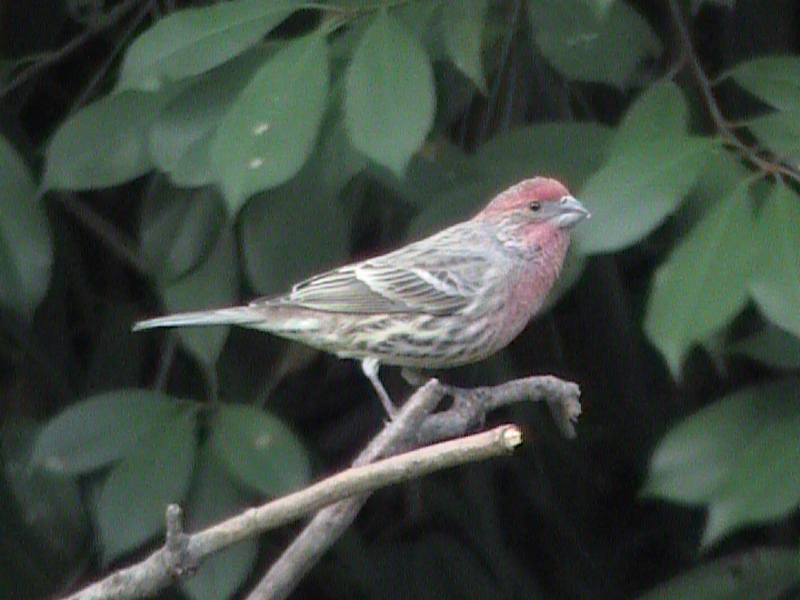 House Finch