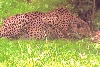 Cheetah Memphis Zoo