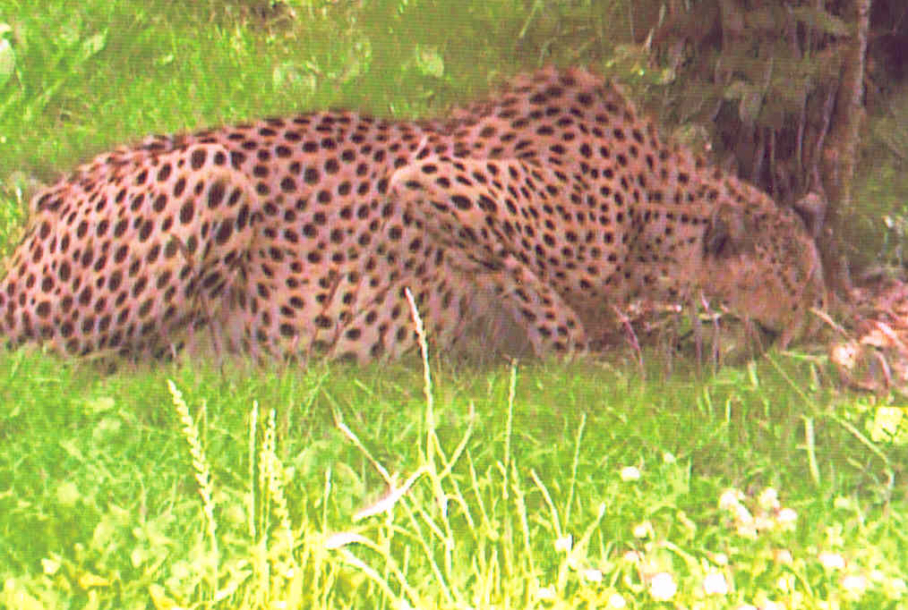 Cheetah Memphis Zoo