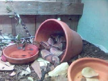 Copperhead